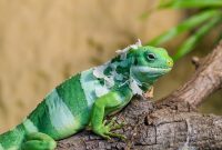 How to Care For Iguanas For Beginners